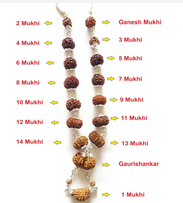 Rudraksha Siddh Mala 1 - 14 Rudraksha (Nepal) (Certified)