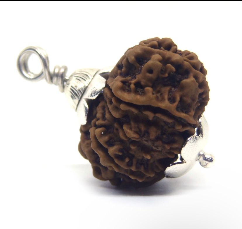 Original 12 Mukhi Rudraksha With Silver Capping (Certified)