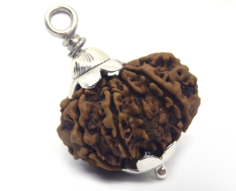 Original 12 Mukhi Rudraksha With Silver Capping (Certified)