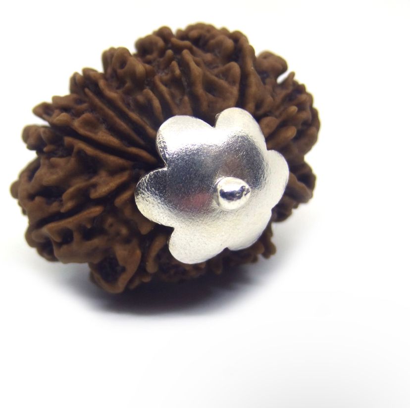 Original 12 Mukhi Rudraksha With Silver Capping (Certified)
