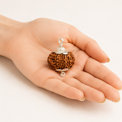 Original 12 Mukhi Rudraksha With Silver Capping (Certified)