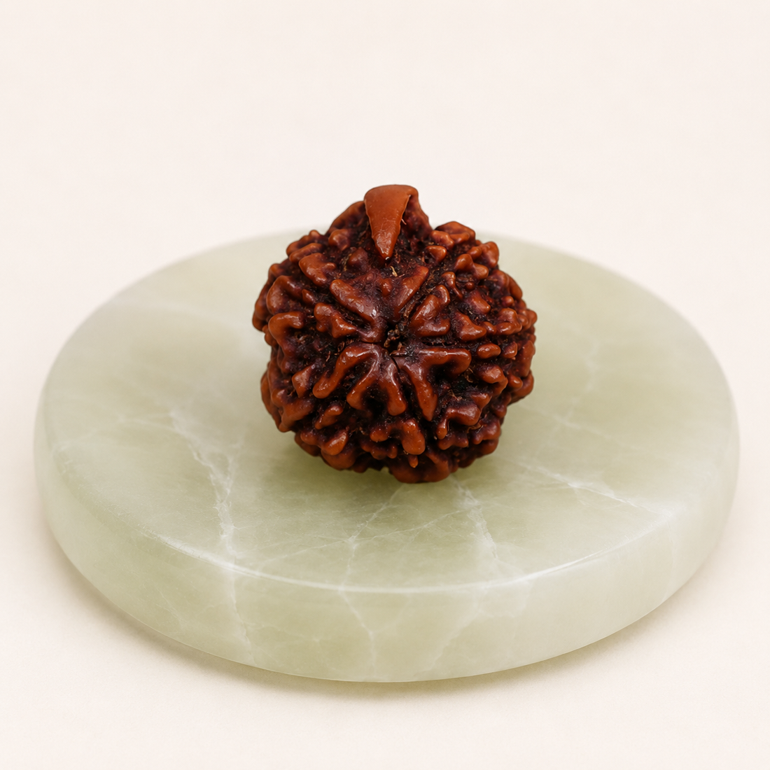 Authentic Panchamukhi (Five-faced) Ganesh Rudraksha