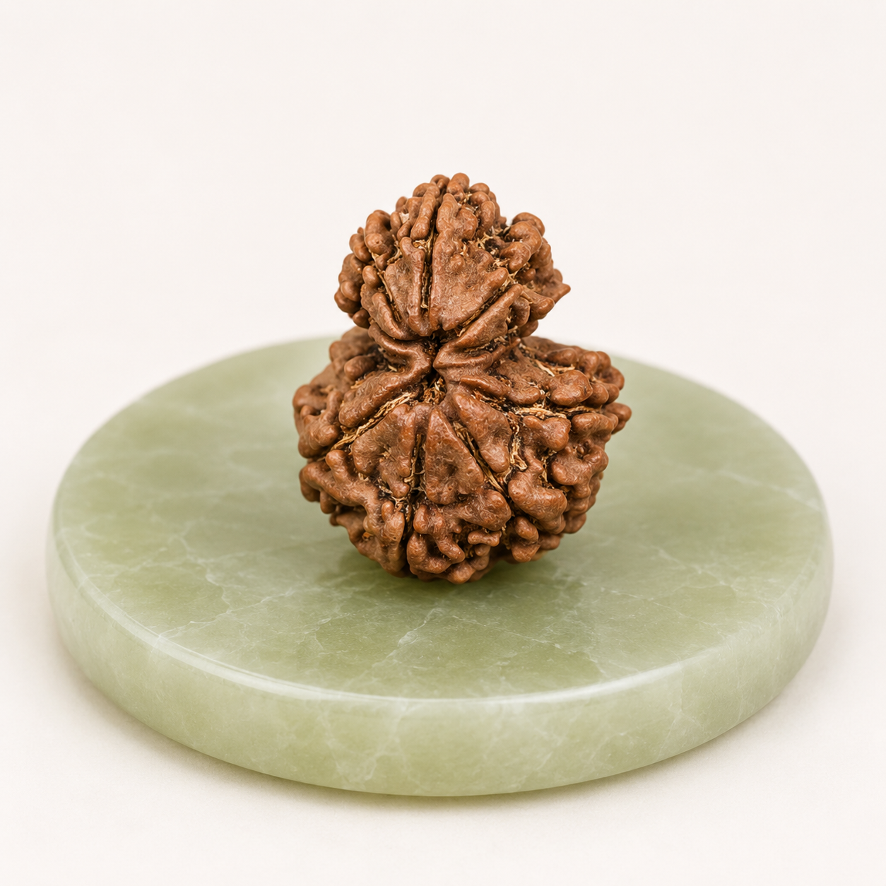 Gauri Shankar Rudraksha