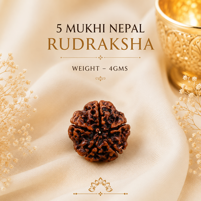 Authentic 5 Mukhi (Five-Faced) Nepal Rudraksha