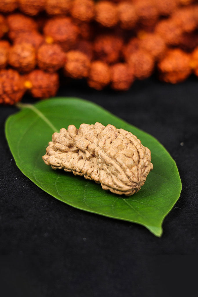 Authentic 1 Mukhi (One-faced) Rudraksha