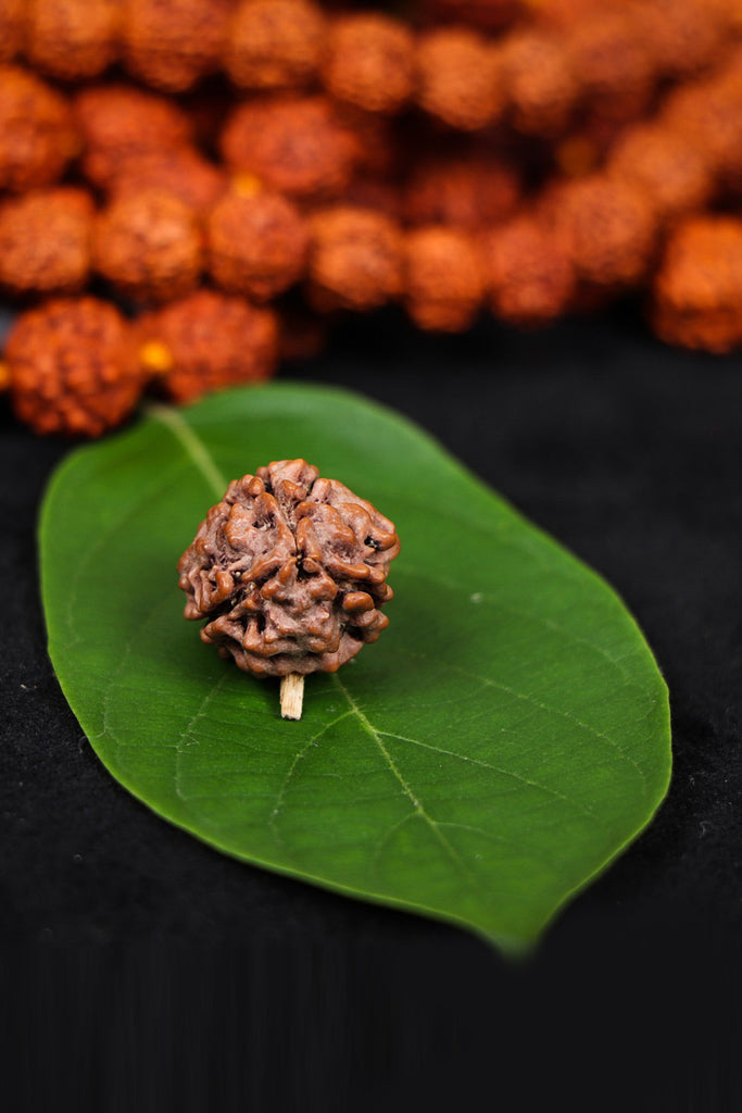 Authentic 3 Mukhi (Three-faced) Rudraksha