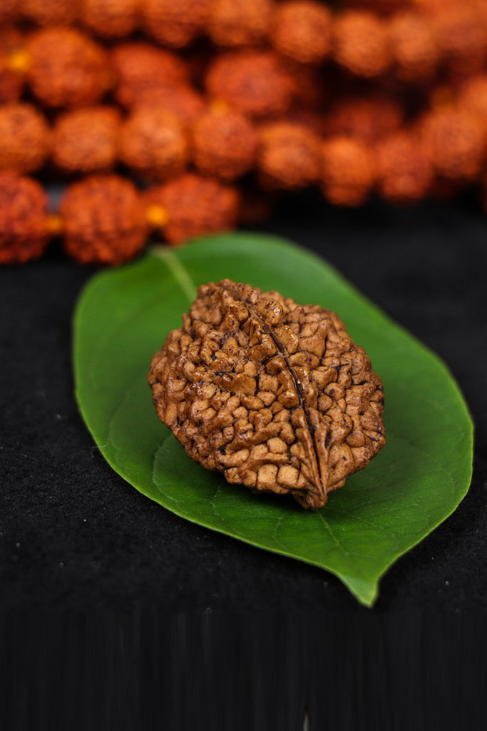 Authentic 2 Mukhi (Two-faced) Rudraksha