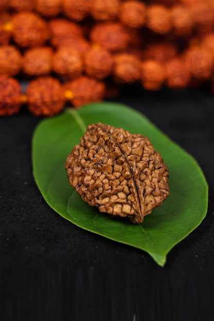 Authentic 2 Mukhi (Two-faced) Rudraksha