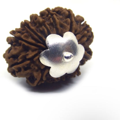 Original 12 Mukhi Rudraksha With Silver Capping