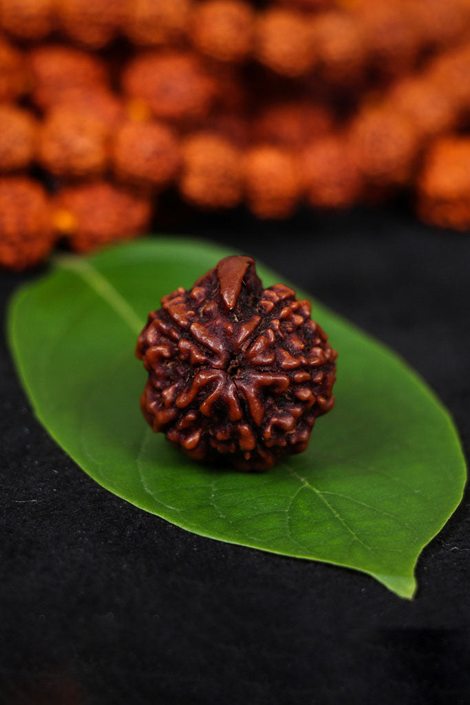 Authentic Panchamukhi (Five-faced) Ganesh Rudraksha